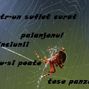 Un suflet curat