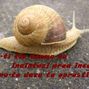 Inainteaza
