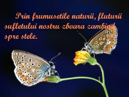 Fluturii sufletului