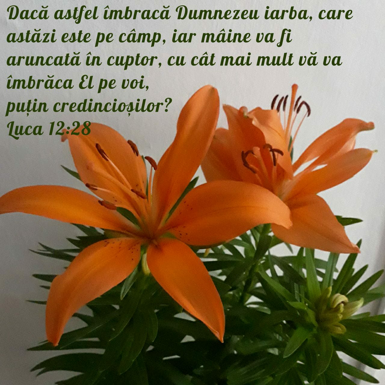 Luca 12:28
