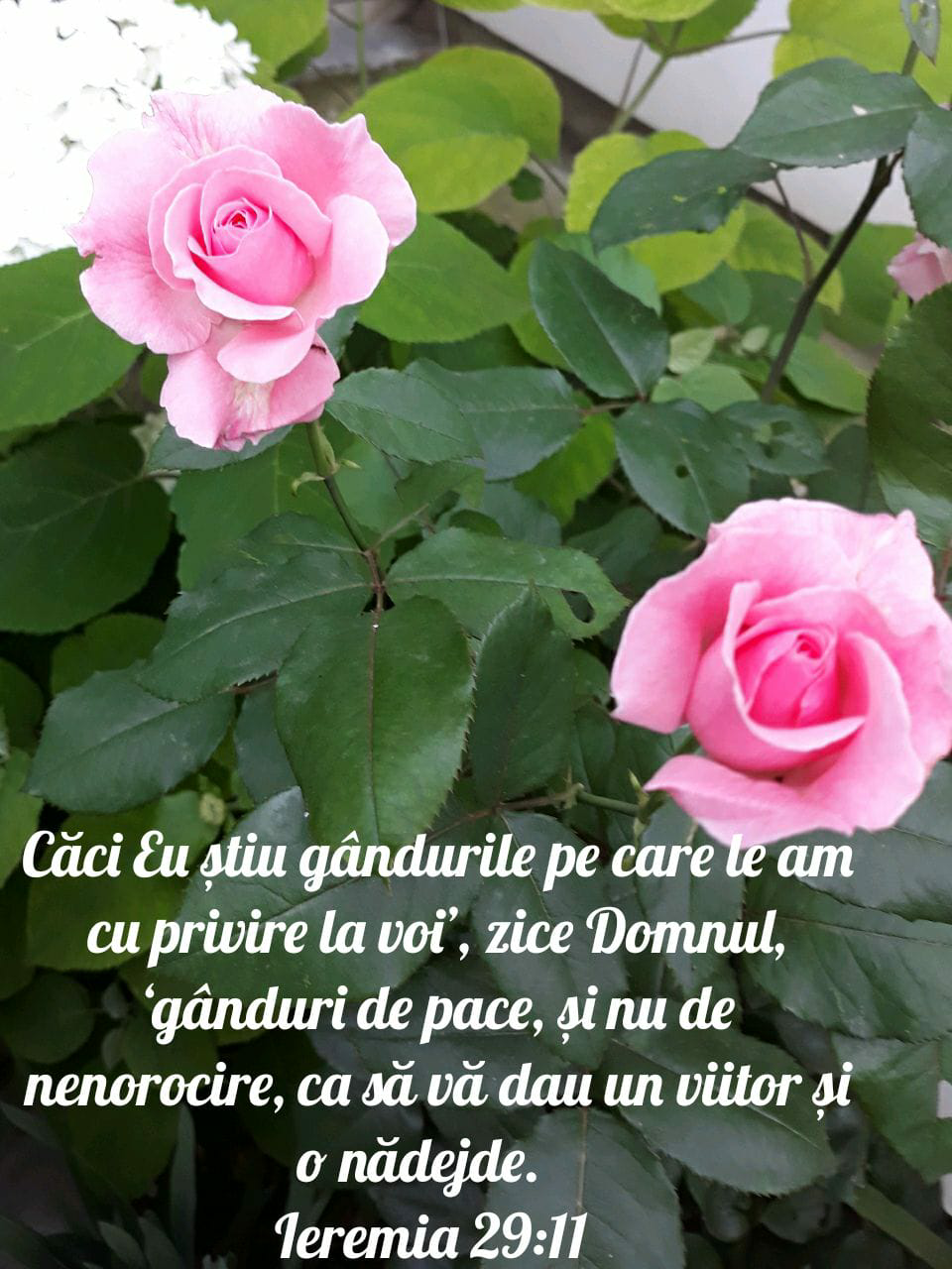 Ieremia 29:11