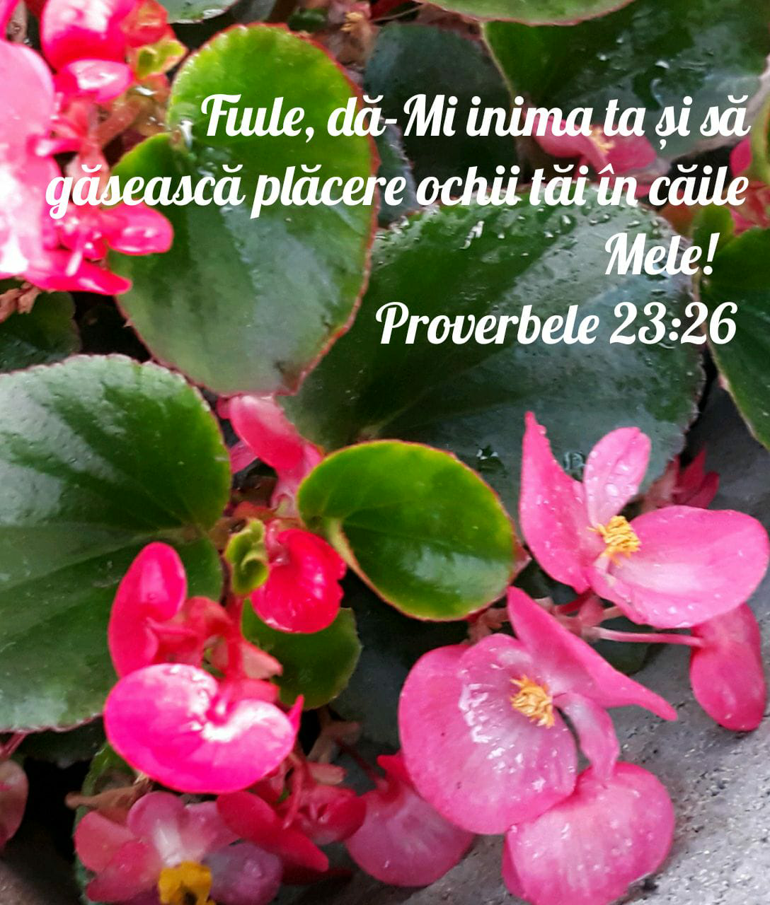 Proverbe 23:26