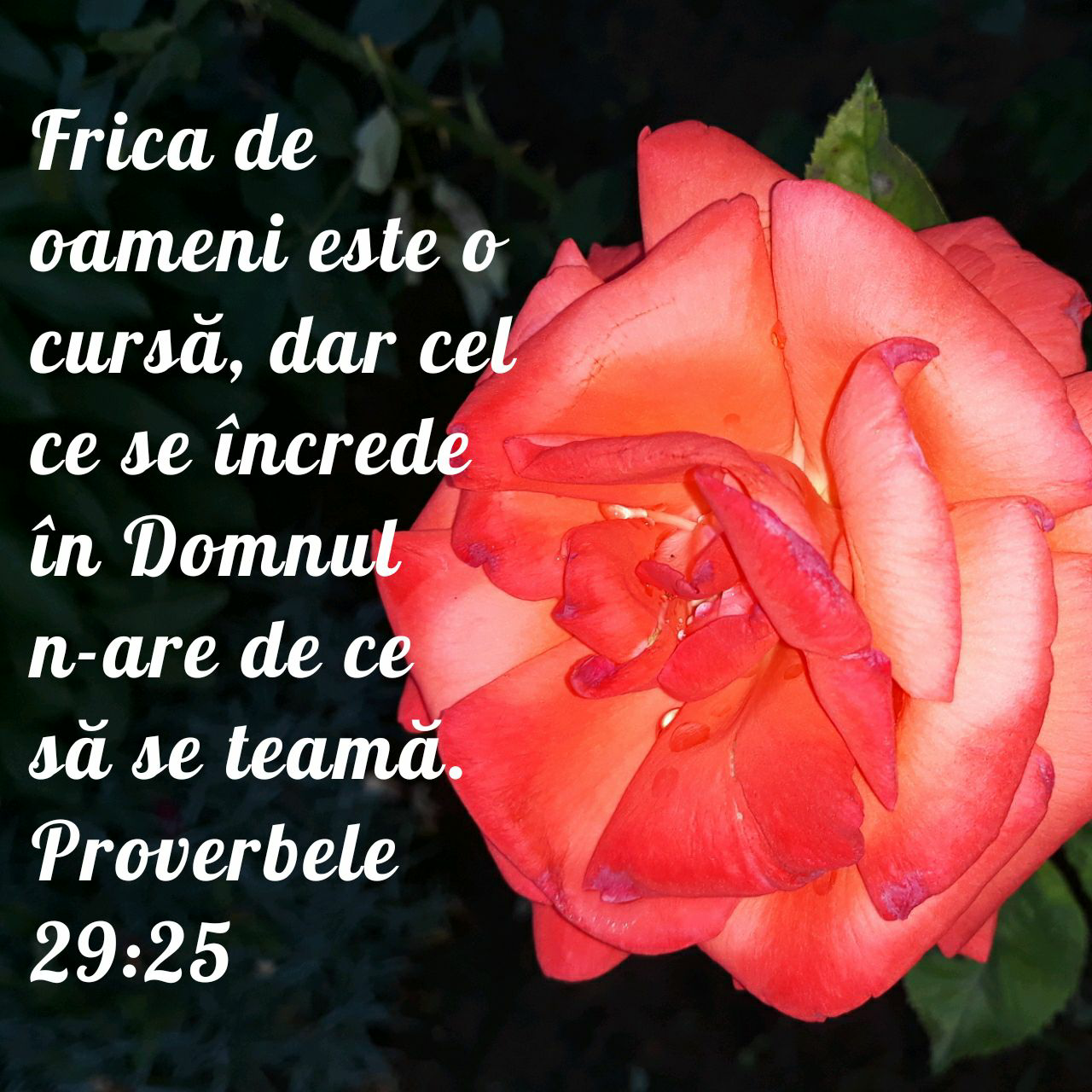 Proverbe 29:25