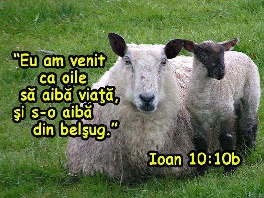 Ioan 10:10b